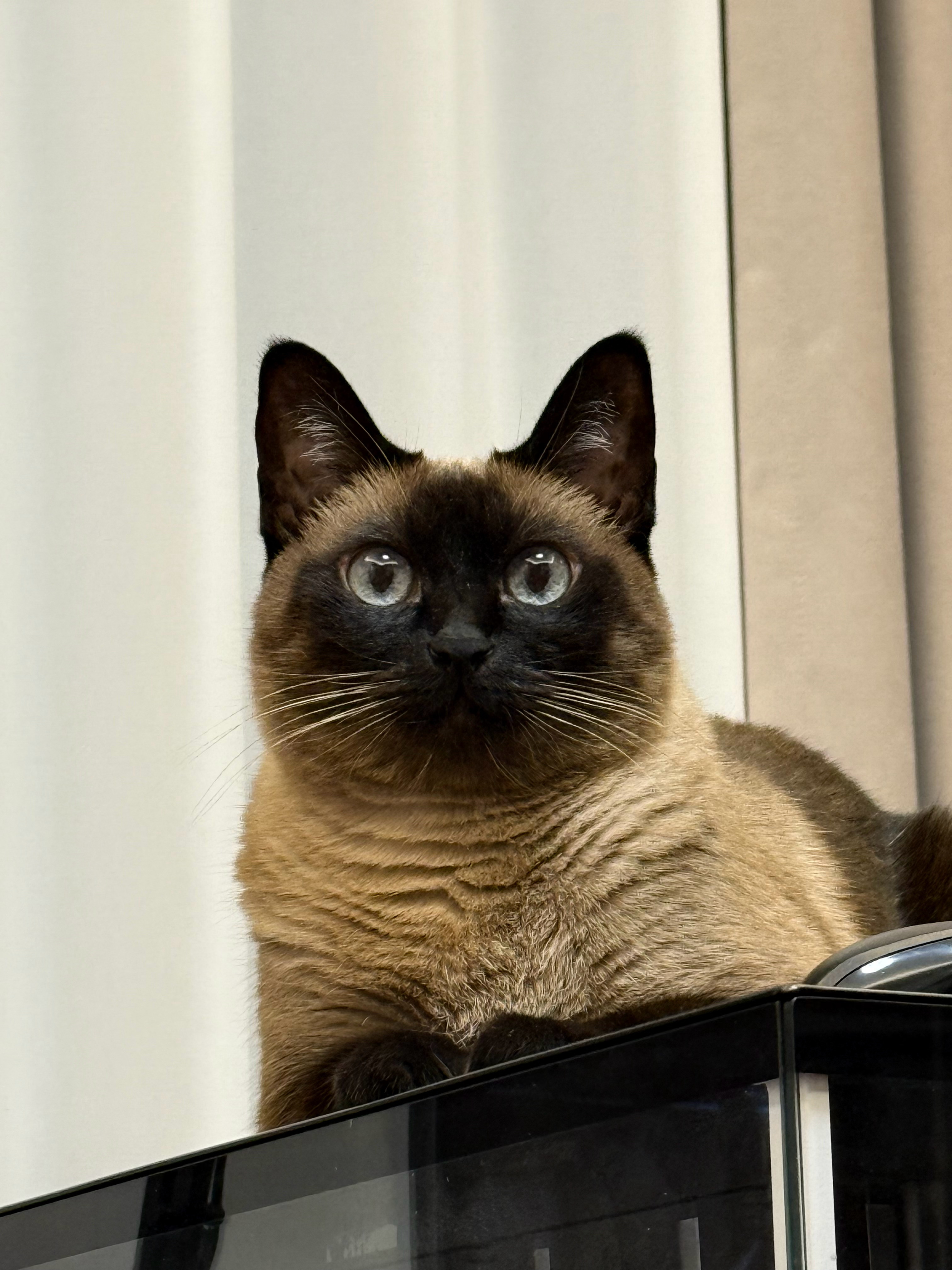 很端正的千层酥毛毛皮蛋 