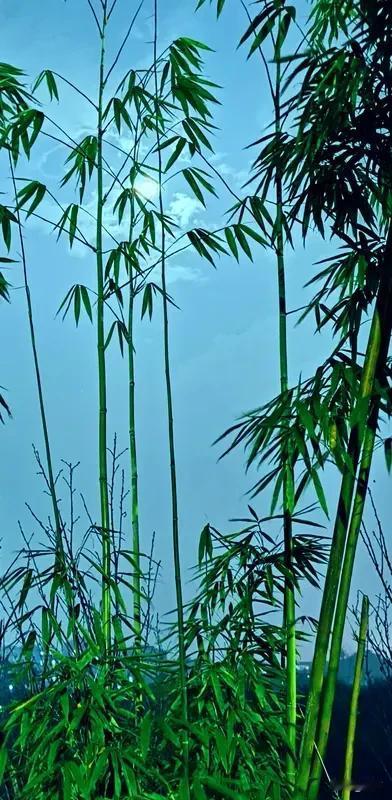 看到“竹影清风摇月色”这个上联，一下子就来了兴致。这上联营造出了一种清幽雅致的意