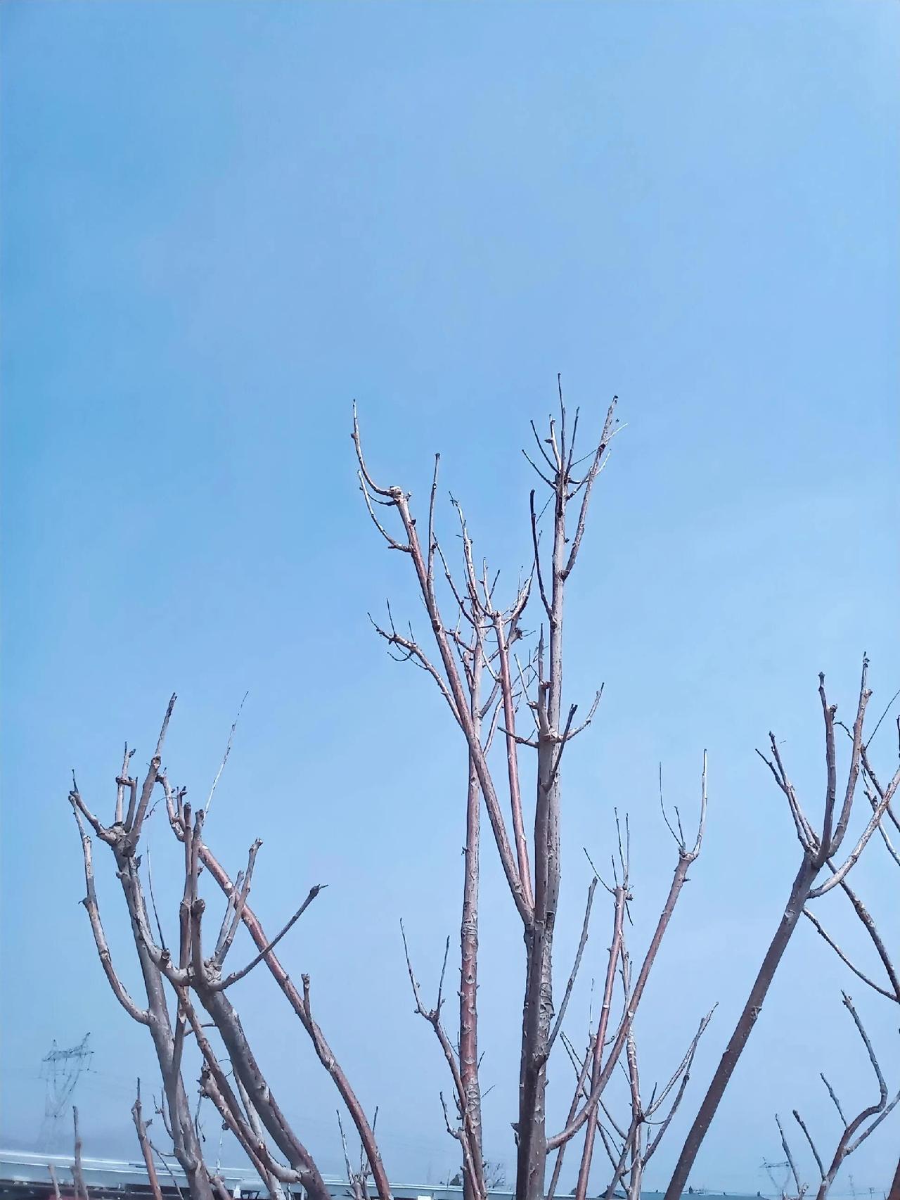 这些光秃秃的树，看着有点萧瑟，但其实是在“蓄力”。很多人一看到叶子掉光，就觉得这