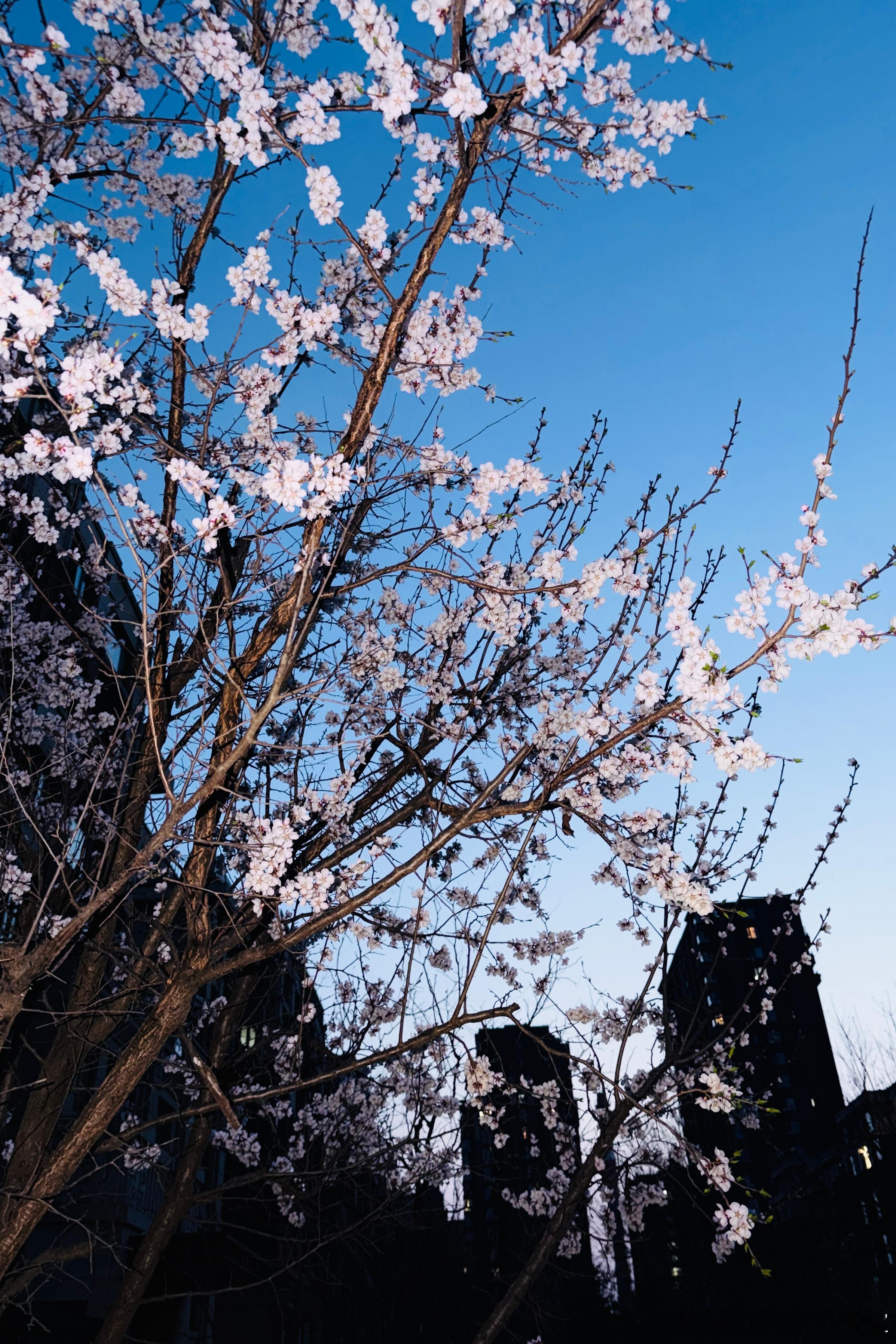 家楼下的桃花都落一地了，祝各位多走桃花运，注意身体，出差！！！拍个三车横评。 