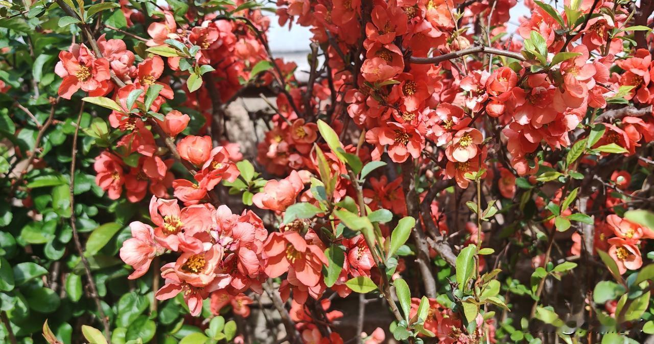 晒图笔记大赛漂亮的贴梗海棠，红花白花各有千秋。