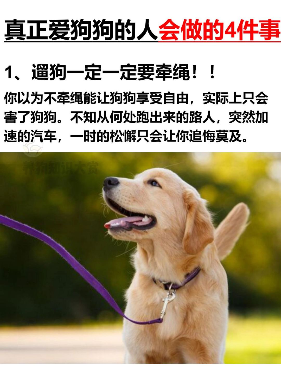 给养狗人的忠告：做不到可能会害了ta‼️