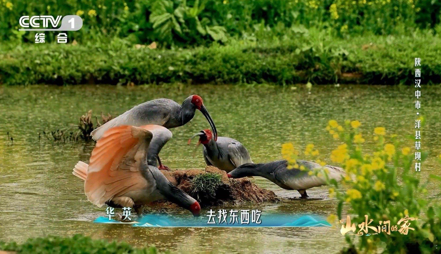 国宝和村民各忙各的村民给干饭国宝留门 太暖心！村民为干饭国宝留门，用日复一日的守