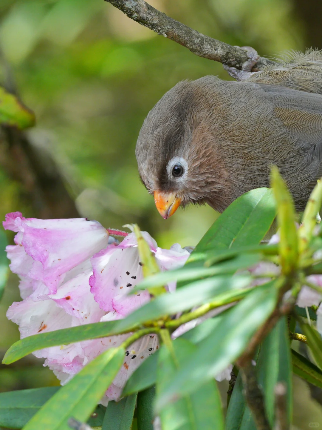 满分观鸟目的地推荐！