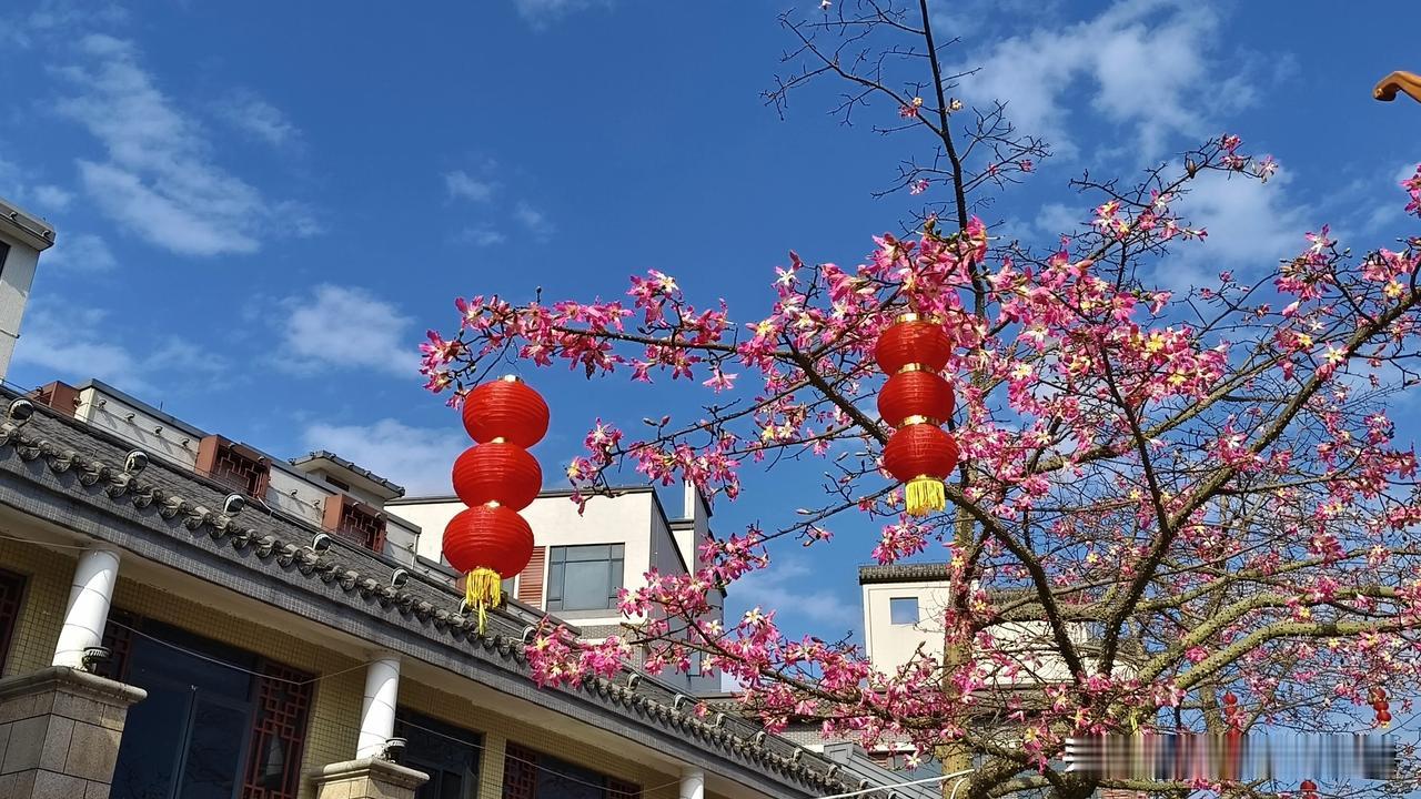 清晨散步手机随拍，我的世界我的花。看看那天空，看看那生灵，满眼都是风景。
全广州