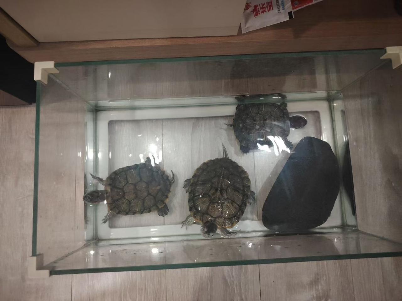 小乌龟在洗澡！！！