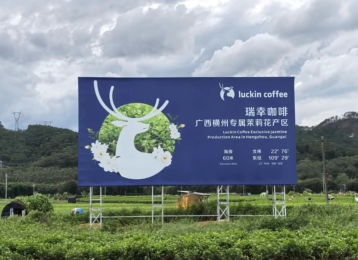 广西横州茉莉花产区还是瑞幸咖啡的专属茉莉花产区 