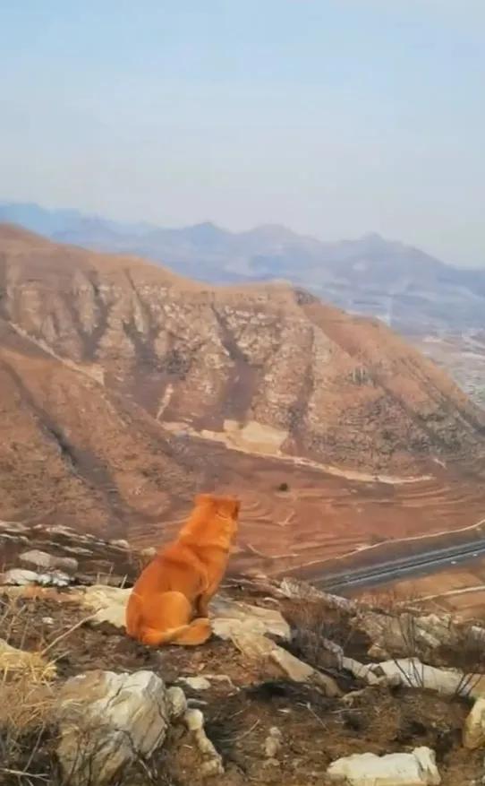 一人一狗站在的雾山山顶，望着远道而来的汉江水。
在农村过了正月十五年就算结束了，