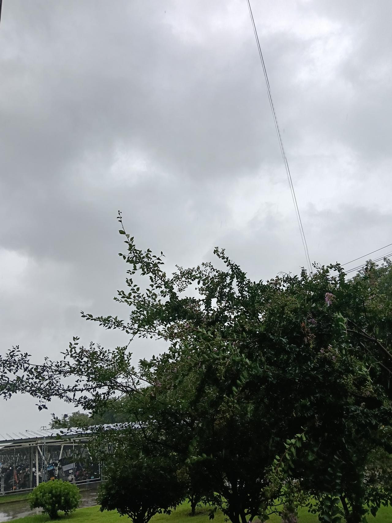 细雨绵绵，阴云铺满天空。被雨水浸润的树木格外青翠，细碎的紫薇花藏在枝叶之间，在雨