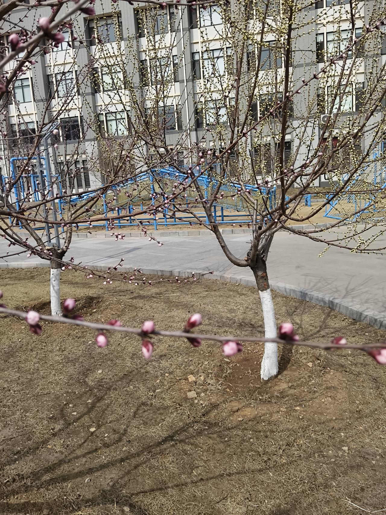 酒喝微醺好
花看半开时
     不会喝酒，更没有享受过微醺的感觉。
     