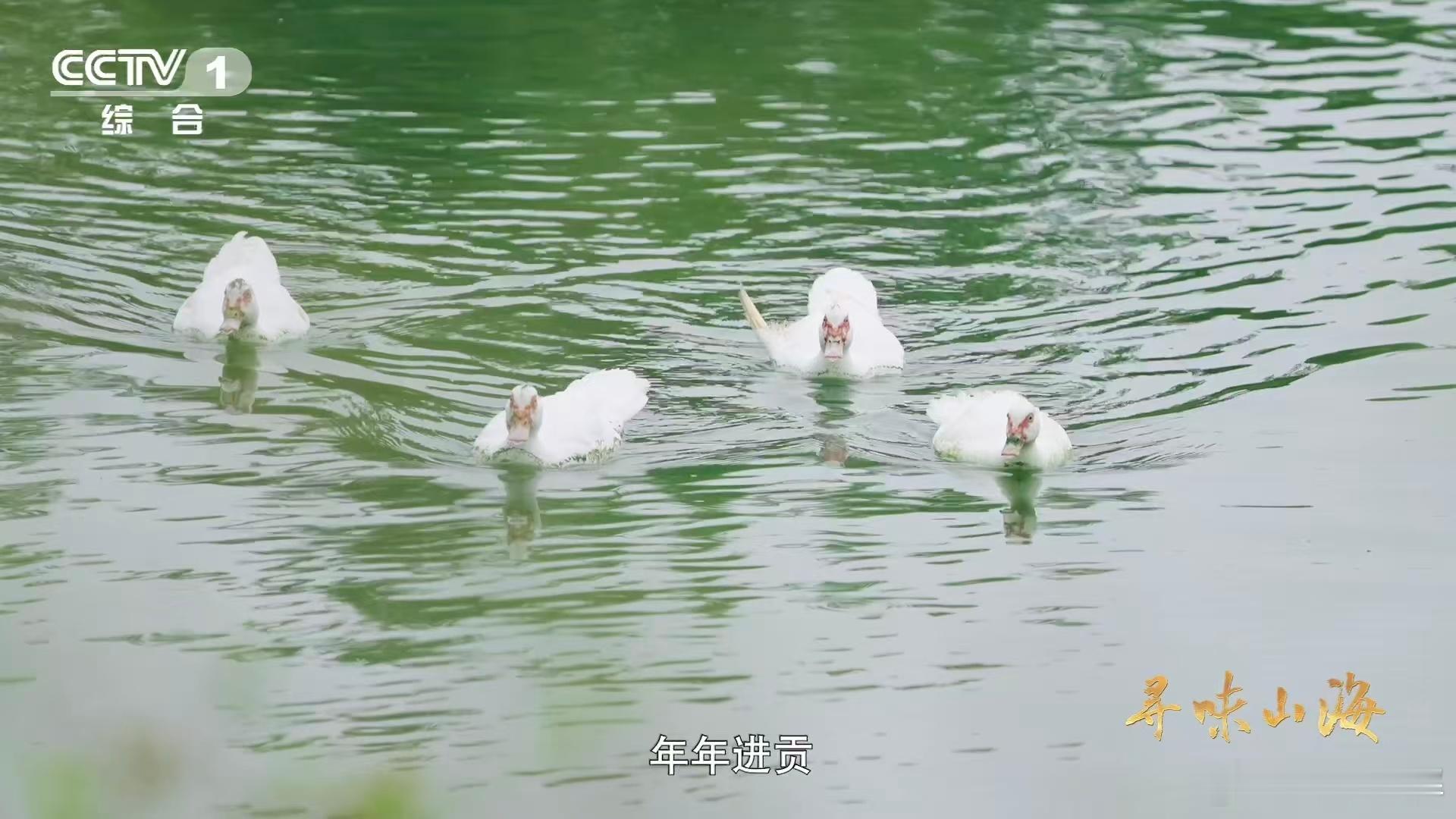 我国约3000年前就驯化家鸭了 春秋时期《吴地记》早有记载：“吴王筑城以养鸭，周