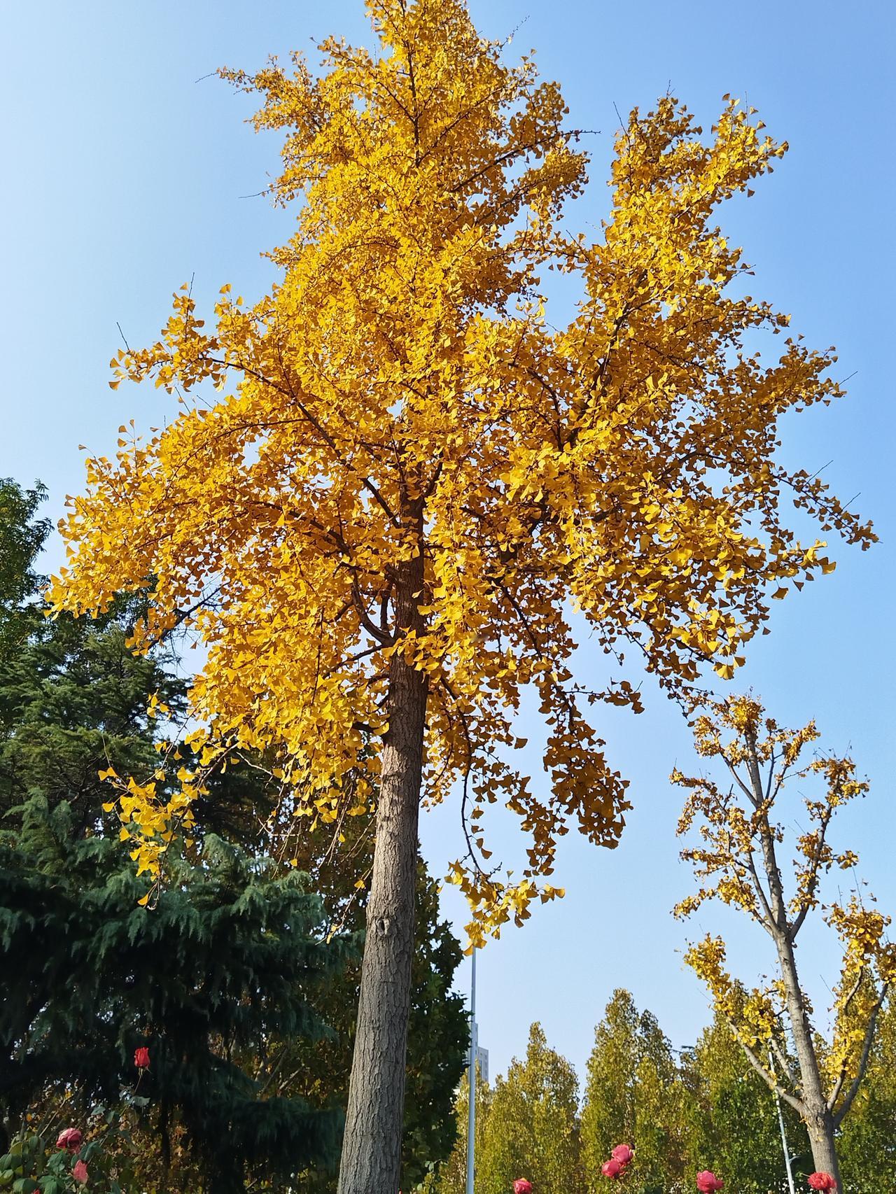 这个季节的银杏叶真漂亮
太阳光照射下，金黄金黄的