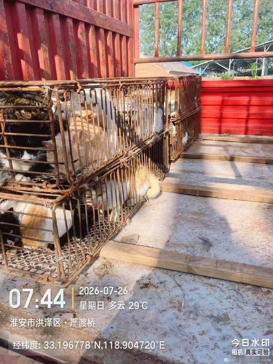 帮转：江苏淮安沭阳紧急截停一辆猫贩车，紧急求助 江苏省沭阳县南湖郡东门 周牧尧1