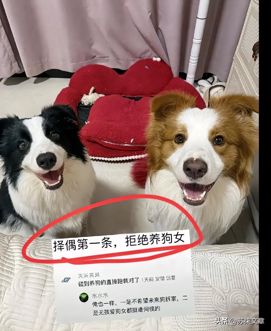“10%的人养狗，90%的人不养狗，结果决策权却好像在那10%手里。”
这话不是