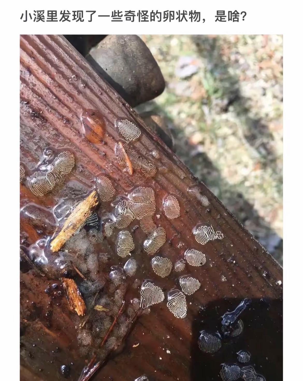 小溪边发现了一堆奇怪的卵状东西。