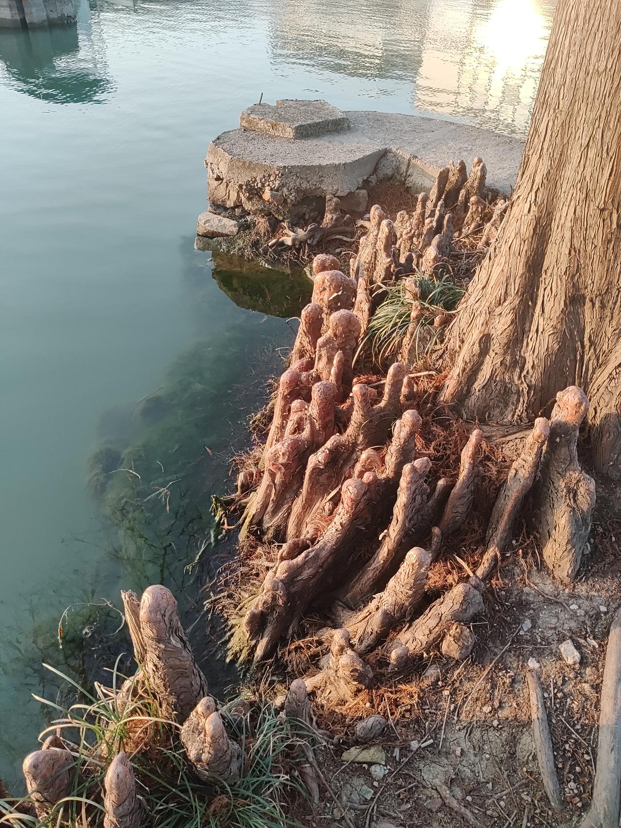 今天在无锡太湖岸边见到一些奇怪的东西，大家有认识的吗？