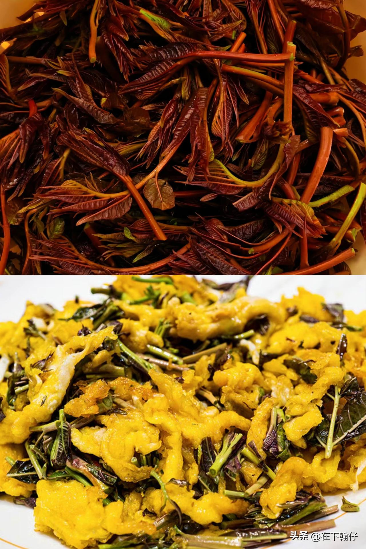 香椿季，餐桌上不可错过的时令菜，川渝地区人们爱用鹅蛋烘春芽吃，是春天餐桌必不可少
