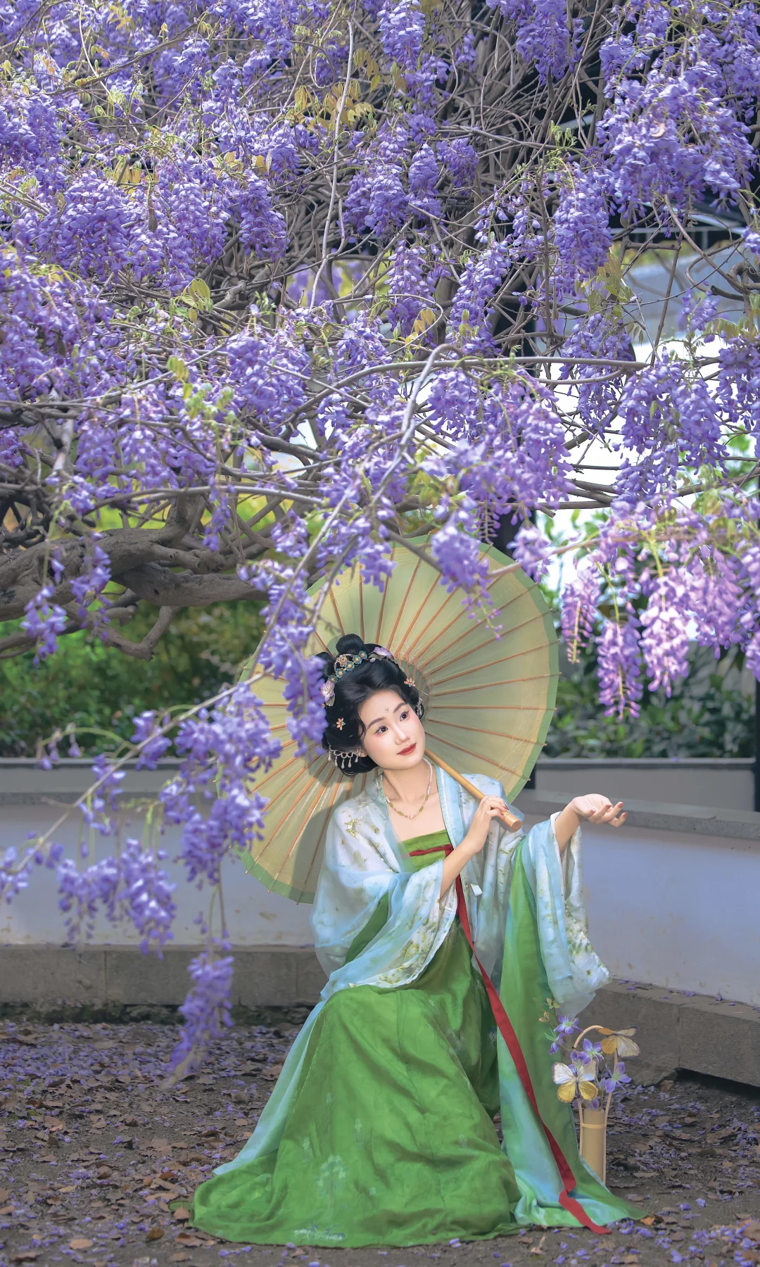 客｜“紫藤与晚樱”🌸