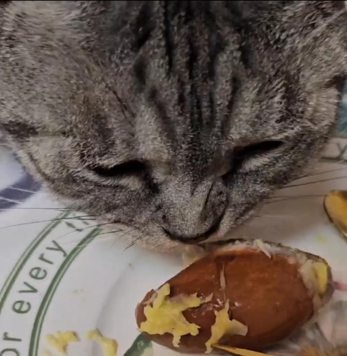 #养猫经验分享#家里养了一只美短，这只猫真是名副其实的馋猫，每次我吃榴莲的时候，