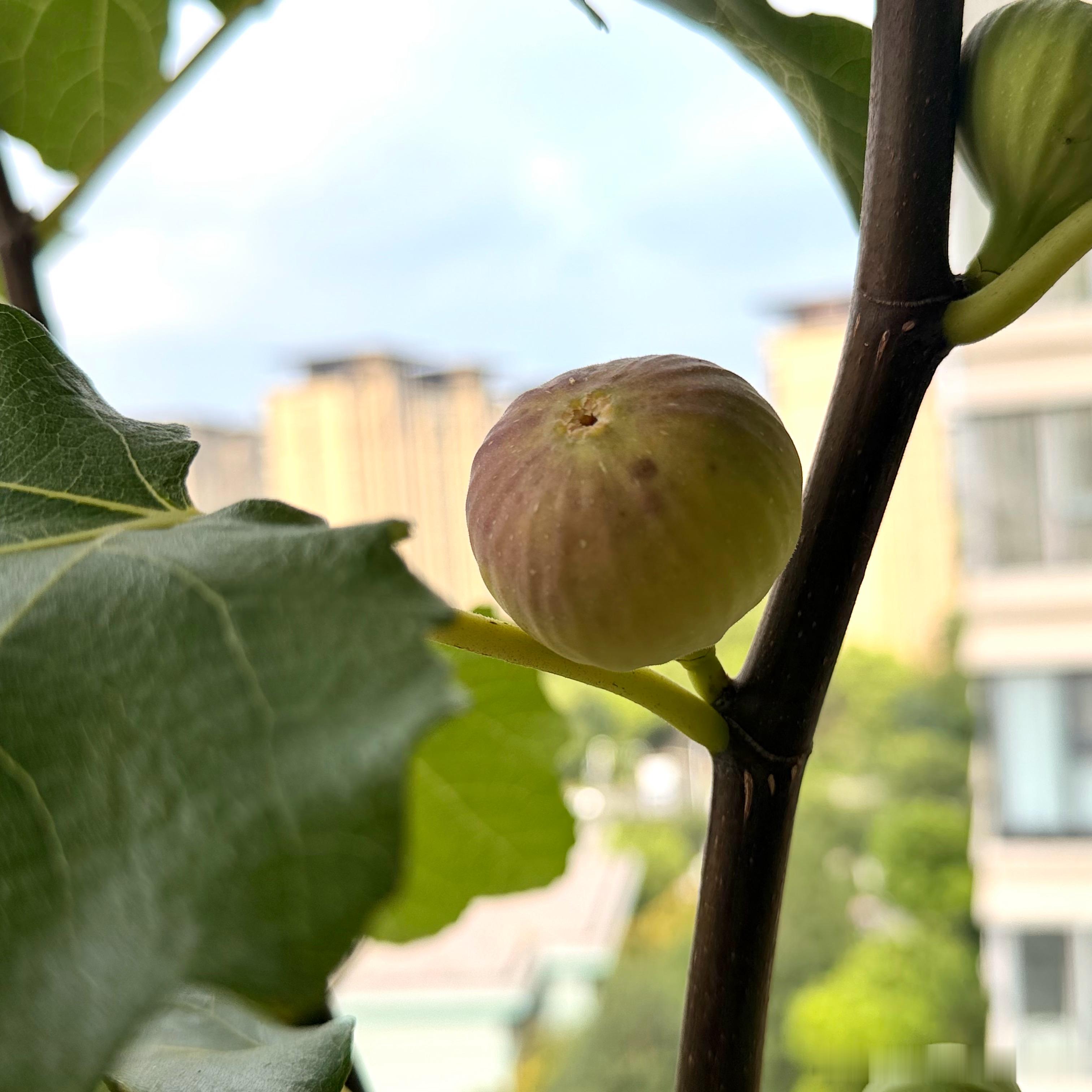 无花果格莱斯从第一次膨胀到第二次膨胀时间跨度60天细数10个果子如果都能成熟按照