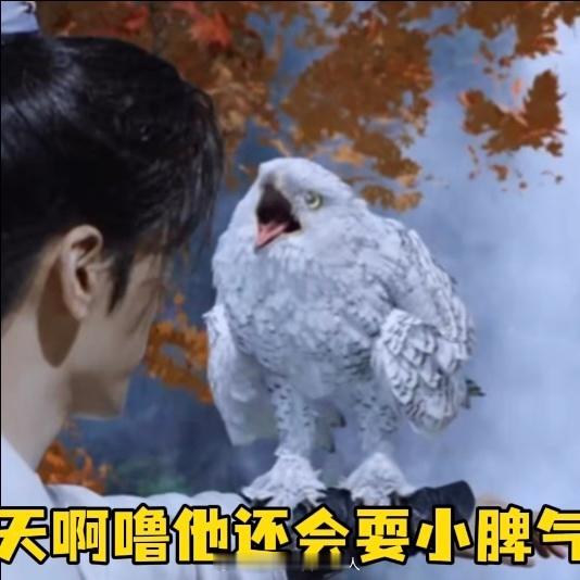 #曾舜晞跟哈利波特撞鸟了#雪鹞也太可爱了吧！想和曾舜晞一起养一只，体验被萌宠包围