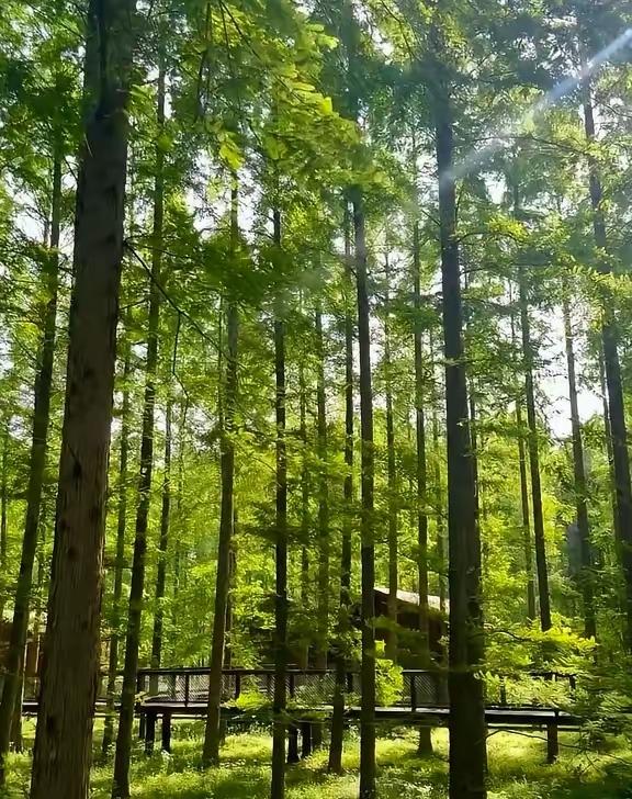 春日生活打卡季春雨来袭，润物润心，万物滋长，享受春日烂漫！[玫瑰][鼓掌][小鼓