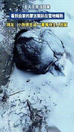 干完活回家，天都快黑了，那风雪大的，眼睛都睁不开。
老远就瞅见，家门口怎么多了个