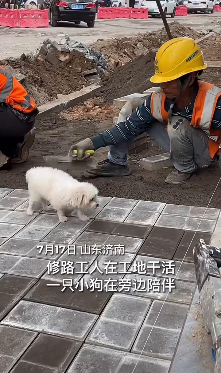 7月17日山东济南，修路工人在工地干活，一只小狗在旁边陪伴，满眼都是它的主人，小