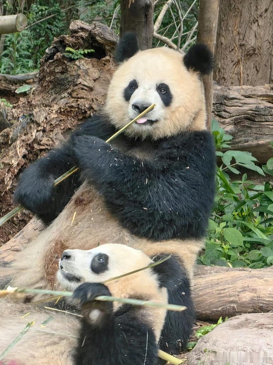 小狗生日快乐！黄毛丫头园润14岁啦～（摄于2025.6.3） 