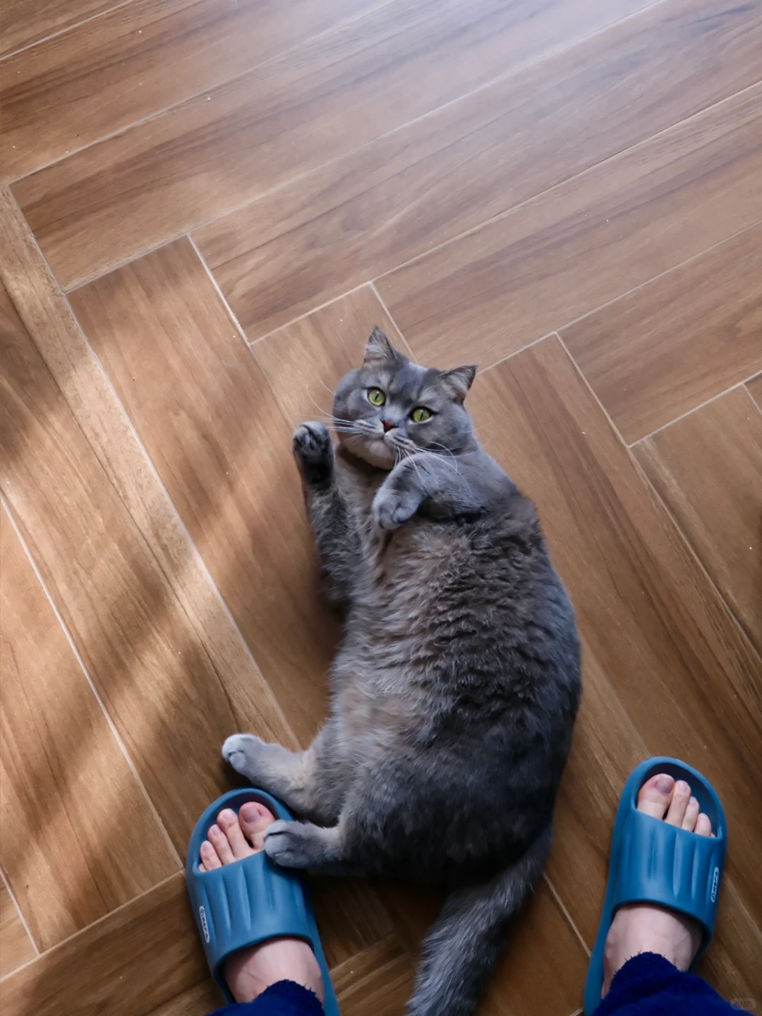 这是一篇含猫量100%的内容