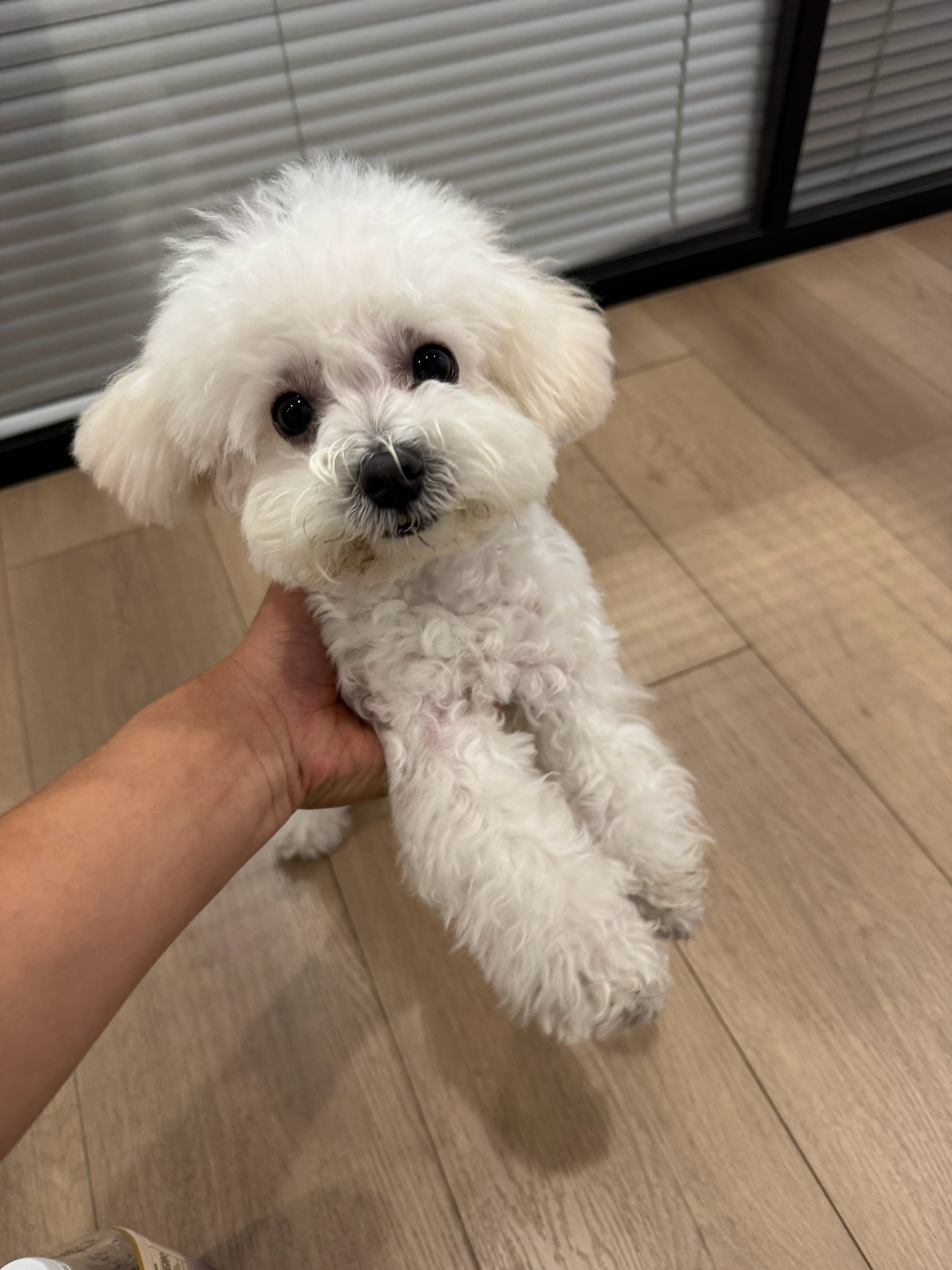 店里捡了一条小🐶 ​​​