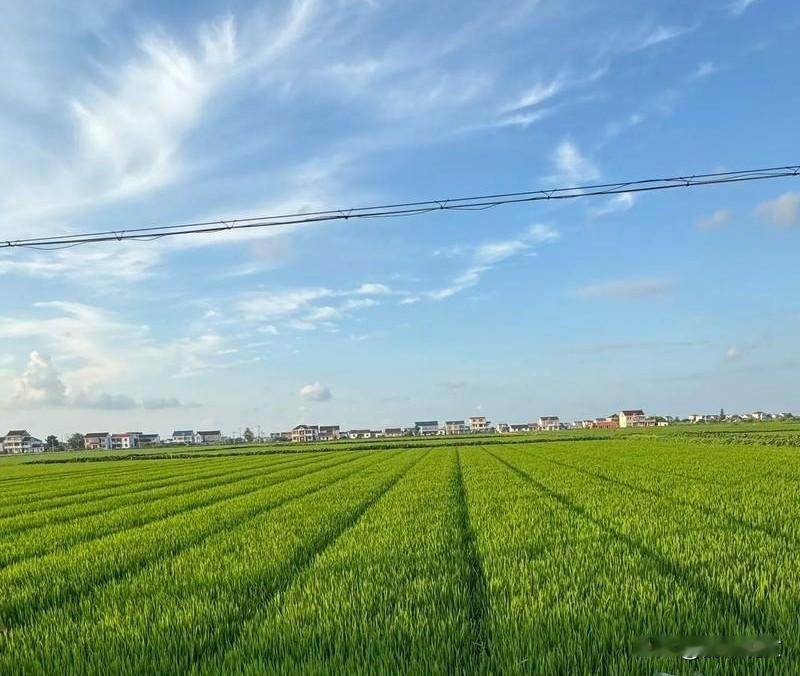 小麦抽穗扬花期，这3个风险点要盯紧！管理到位稳丰收
 


家人们！种小麦辛苦忙