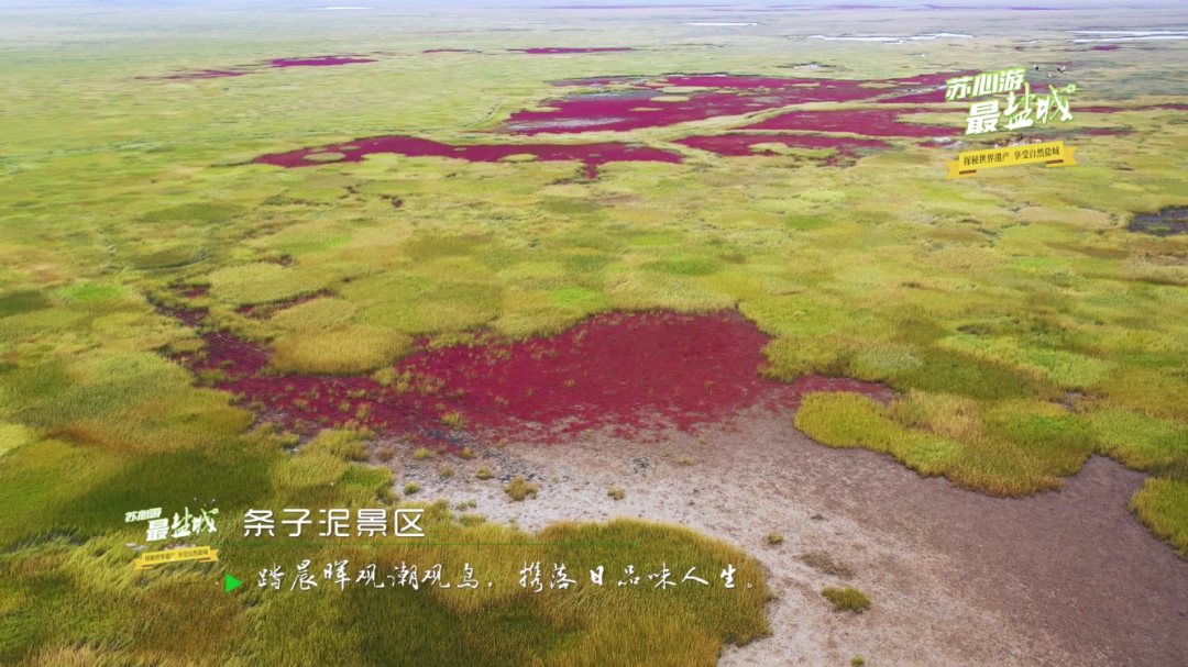 上海长宁|“沪盐旅游线路”发布！来一场“说走就走的旅游”吧！