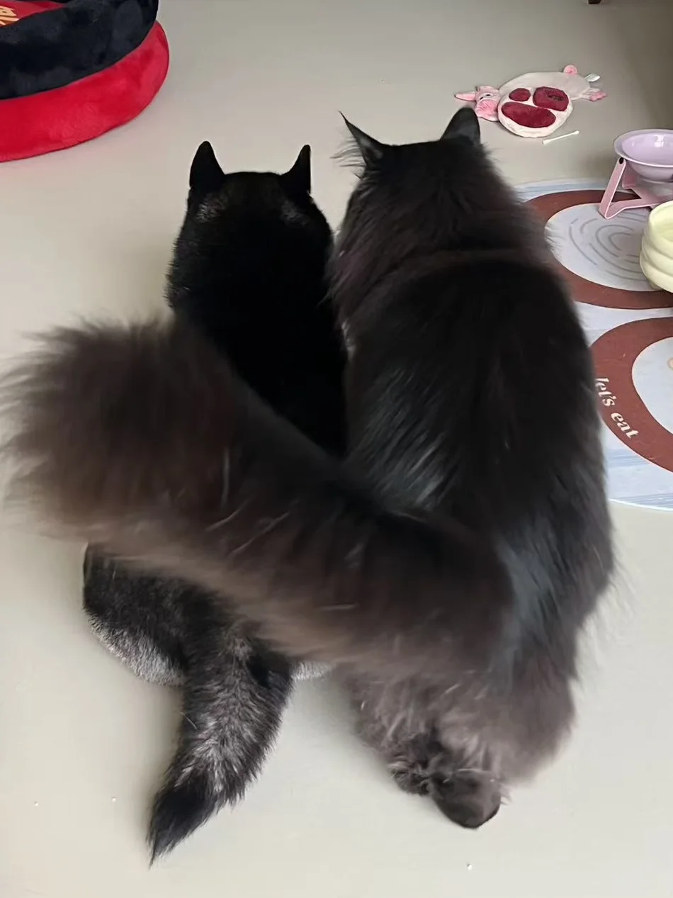 谁才是小猫咪？