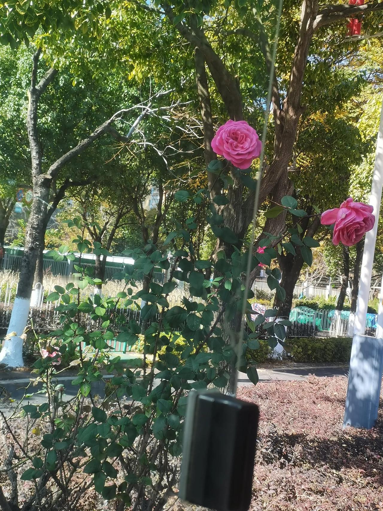 昆明的天气预报真的是不准的
一切也实际情况为准，前十天左右翻的天气预报显示这几天