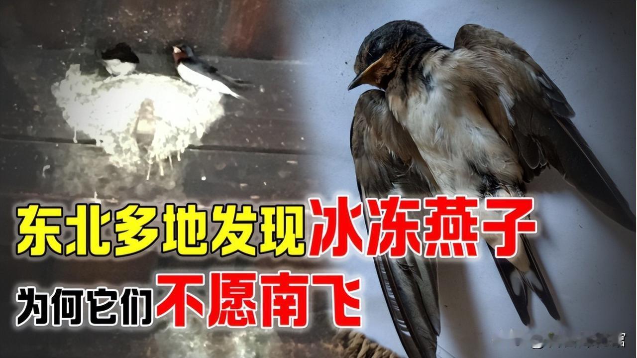 这则感人至深的故事让许多网友为之动容。在河北保定，两只无法南飞的老燕子因体力不支