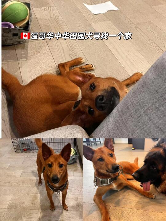 🇨🇦温哥华｜给中华田园犬寻找温暖的家