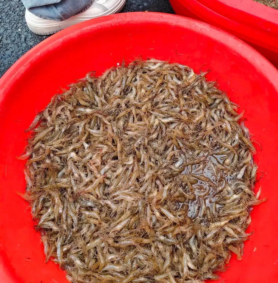 河虾怎么做才好吃