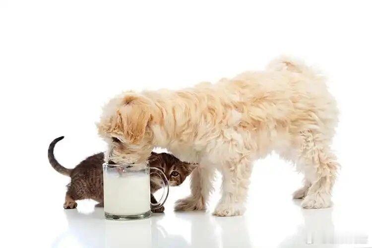 【万亿“它经济”战场，伊利、光明们快马杀到】给人喝的牛奶增长见顶了，怎么办？伊利