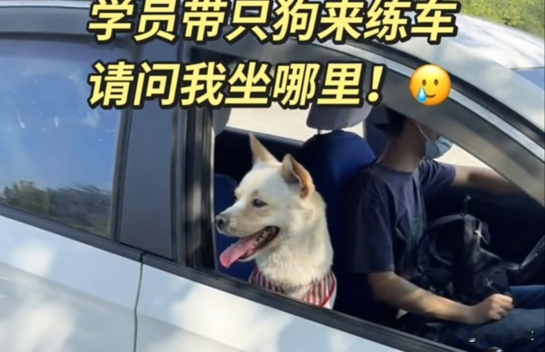 学员呆带了狗狗来练车，试问教练做哪里

一个学员来练科目二，狗狗也上了教练车，这