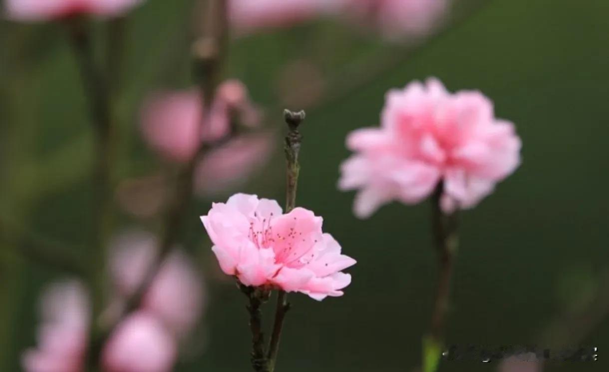 夫妻关系临近冰点，该如何破冰前行
在生活的长河中，夫妻关系往往经历着起起伏伏。有