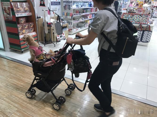 目前，我国已成为世界上最大的宠物市场。据统计，我国城市里的宠物猫狗超过了1.1亿