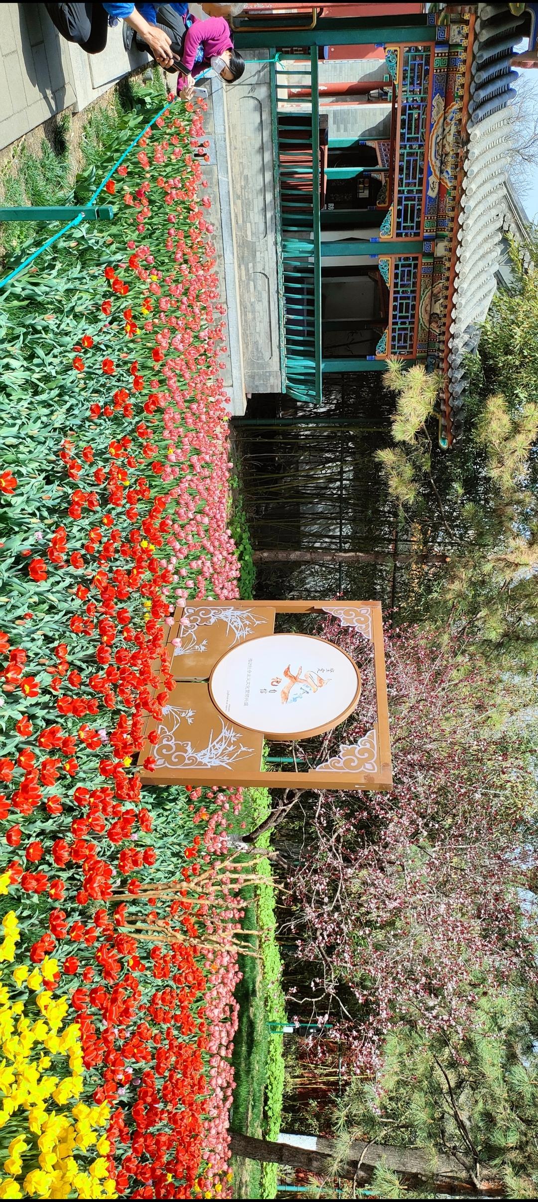 绚丽多彩的郁金香花田，带你走进童话世界！🌸🌼🌷