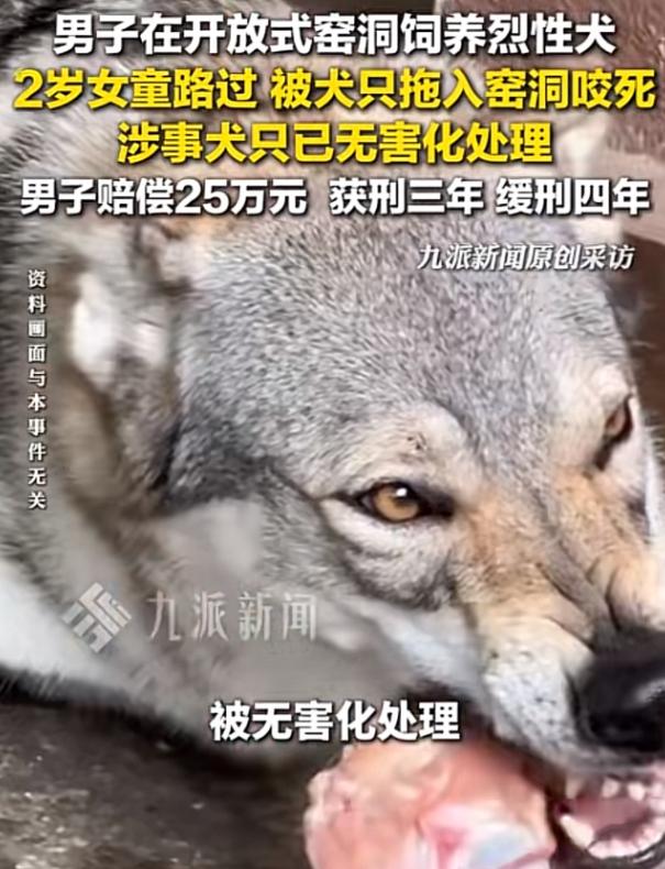 “简直令人发指！”河南汝州，一名中年男子在家中窑洞饲养烈性捷克狼犬，平日里就让邻