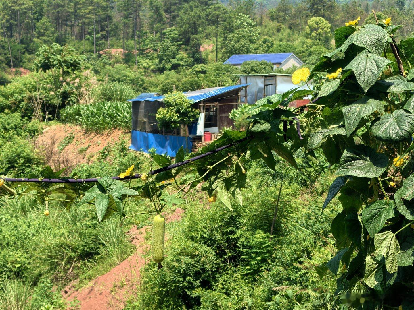 正宗湖南丝瓜。过来下户……10几家人就一家在看电视，还在看湖南经视的竞技项目（打