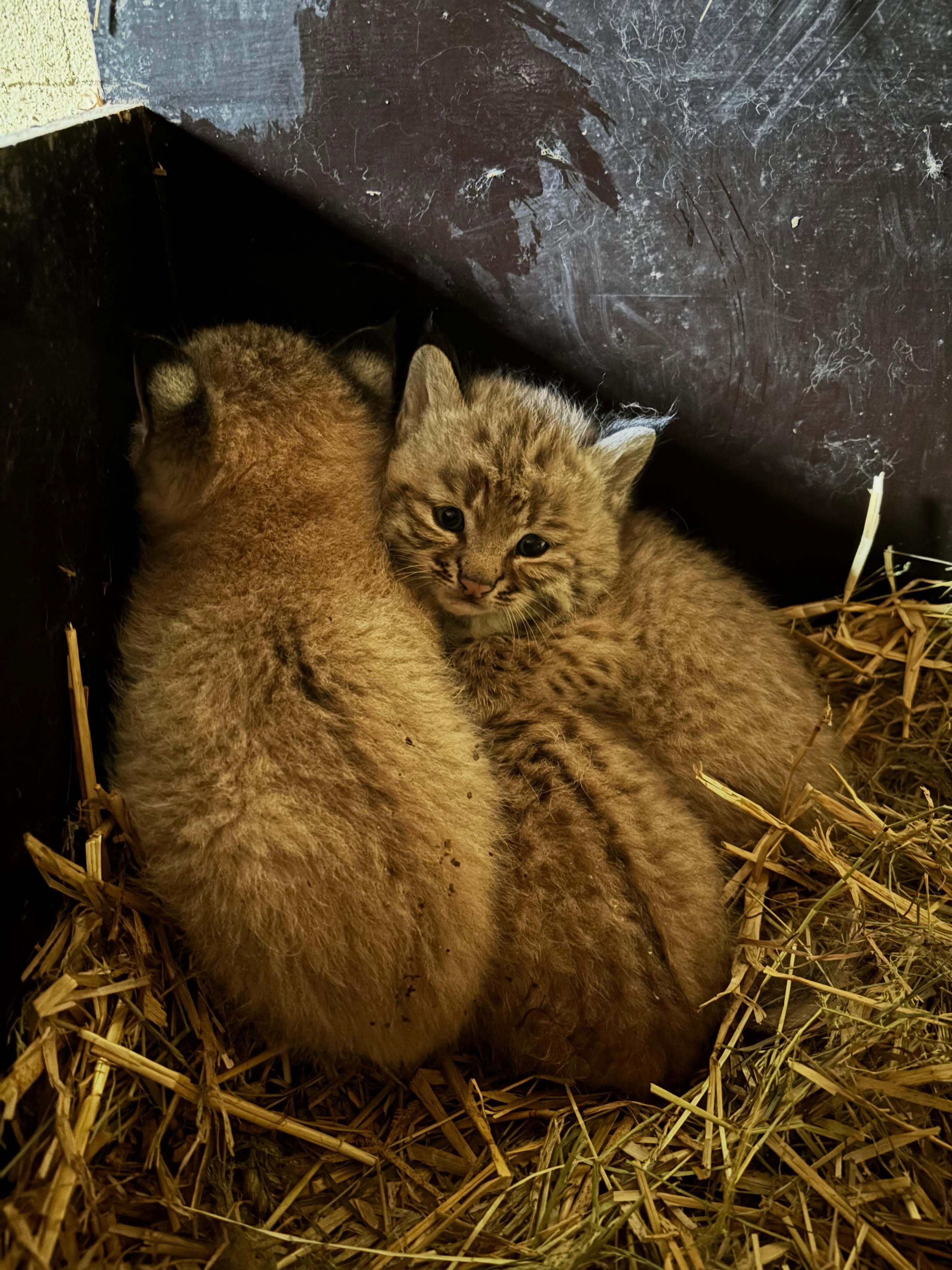 猞猁 我就喜欢看你们这些小猫咪！！被饲养员叔叔和姨姨抓起来去打猫三联【ins：s