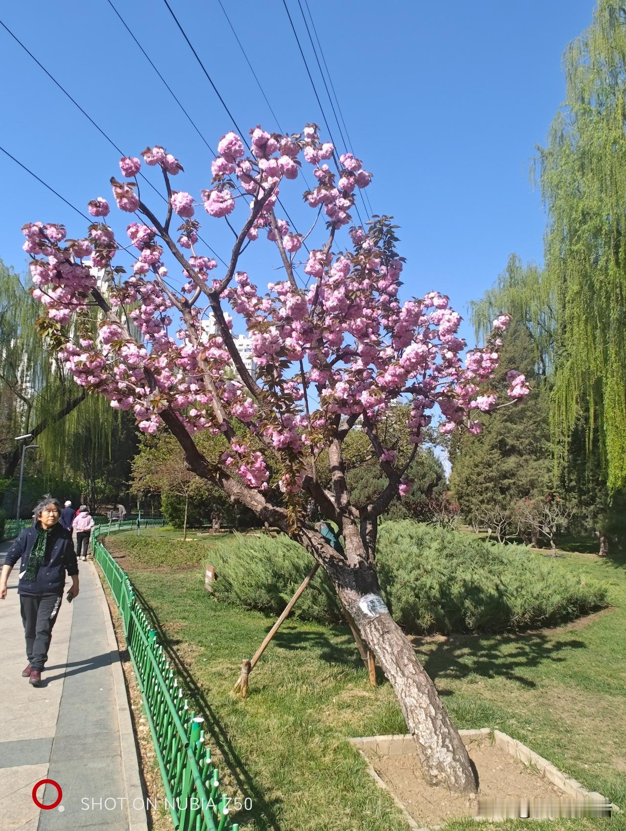 ：繁华柳绿春意浓。