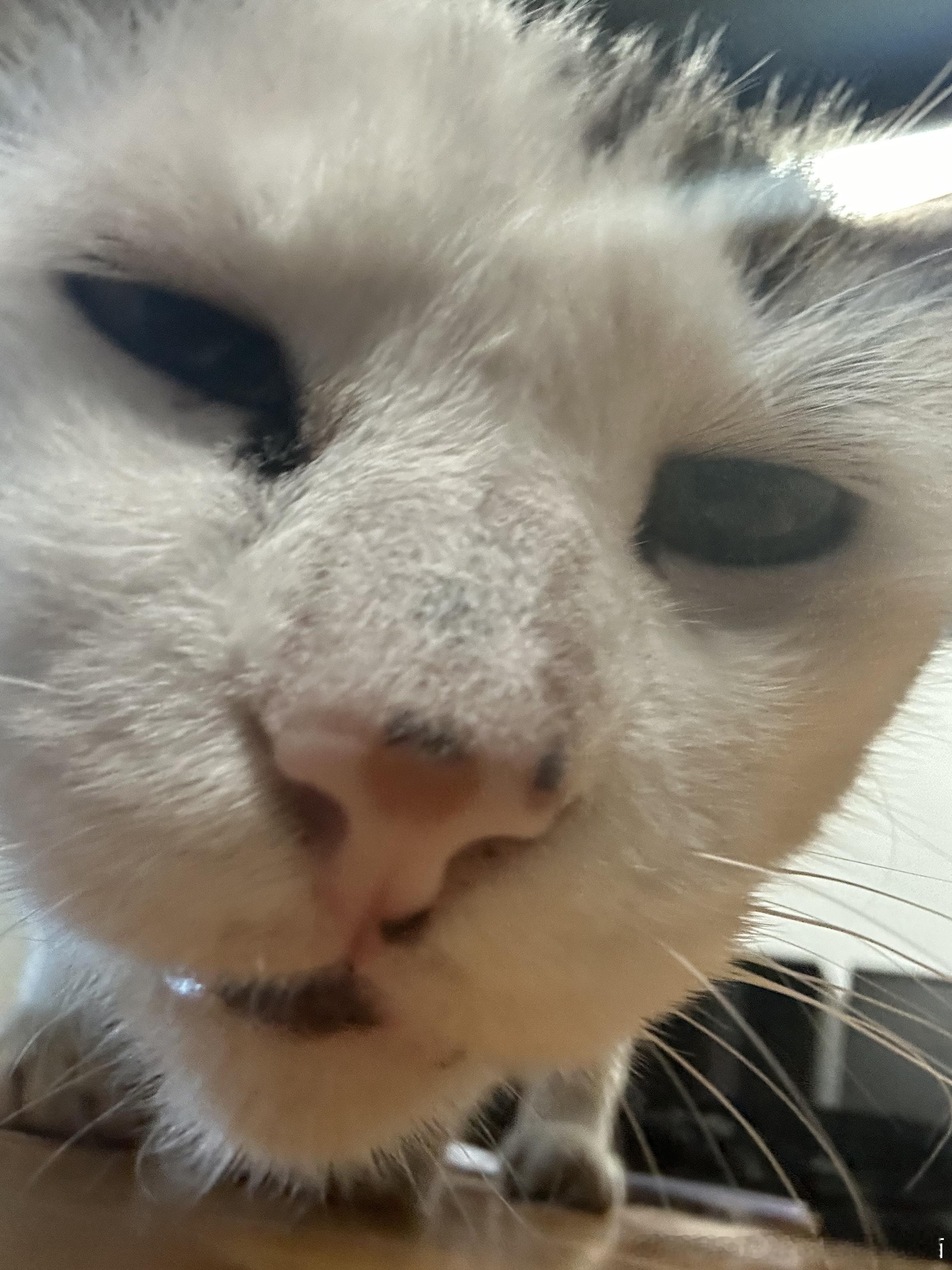 50249【丑猫】男猫吻你前一定会做出的表情.jpg 