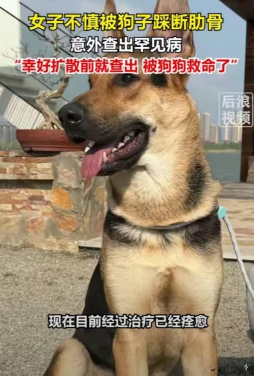 解释不清了！北京一只80斤的牧羊犬，突然跳主人身上，把她踩骨折了，谁料到医院一看