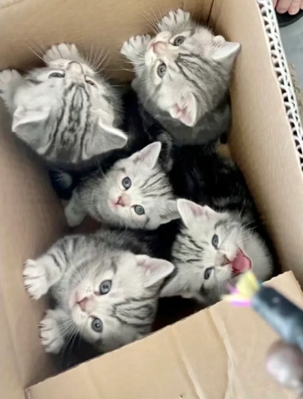 🇭🇰HK一窩美短BB💛價錢合適～